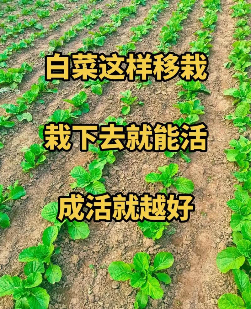 白菜种植技术如何？病虫害咋防治？-图2