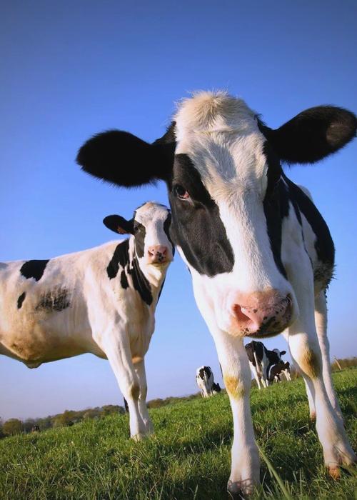 如何挑选优质奶牛品种?-图2 如何挑选优质奶牛品种?-图2