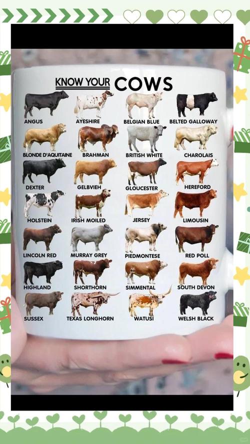 如何挑选优质奶牛品种?-图1 如何挑选优质奶牛品种?-图1