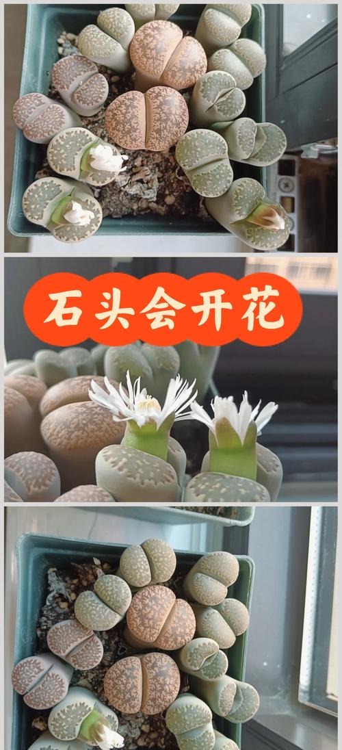 生石花会越长越高吗?-图1 生石花会越长越高吗?-图1