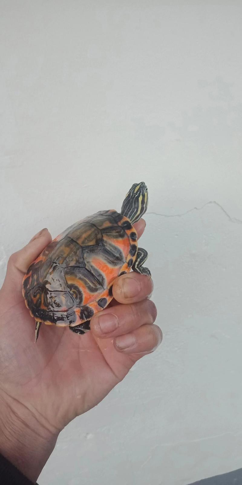 火焰龟2025价格开盘会涨还是跌?-图2 火焰龟2025价格开盘会涨还是跌?-图2