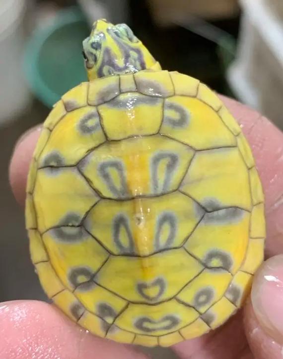 火焰龟2025价格开盘会涨还是跌?-图3 火焰龟2025价格开盘会涨还是跌?-图3