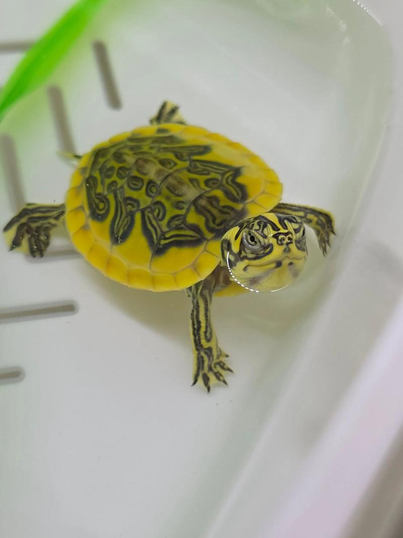 火焰龟2025价格开盘会涨还是跌?-图1 火焰龟2025价格开盘会涨还是跌?-图1