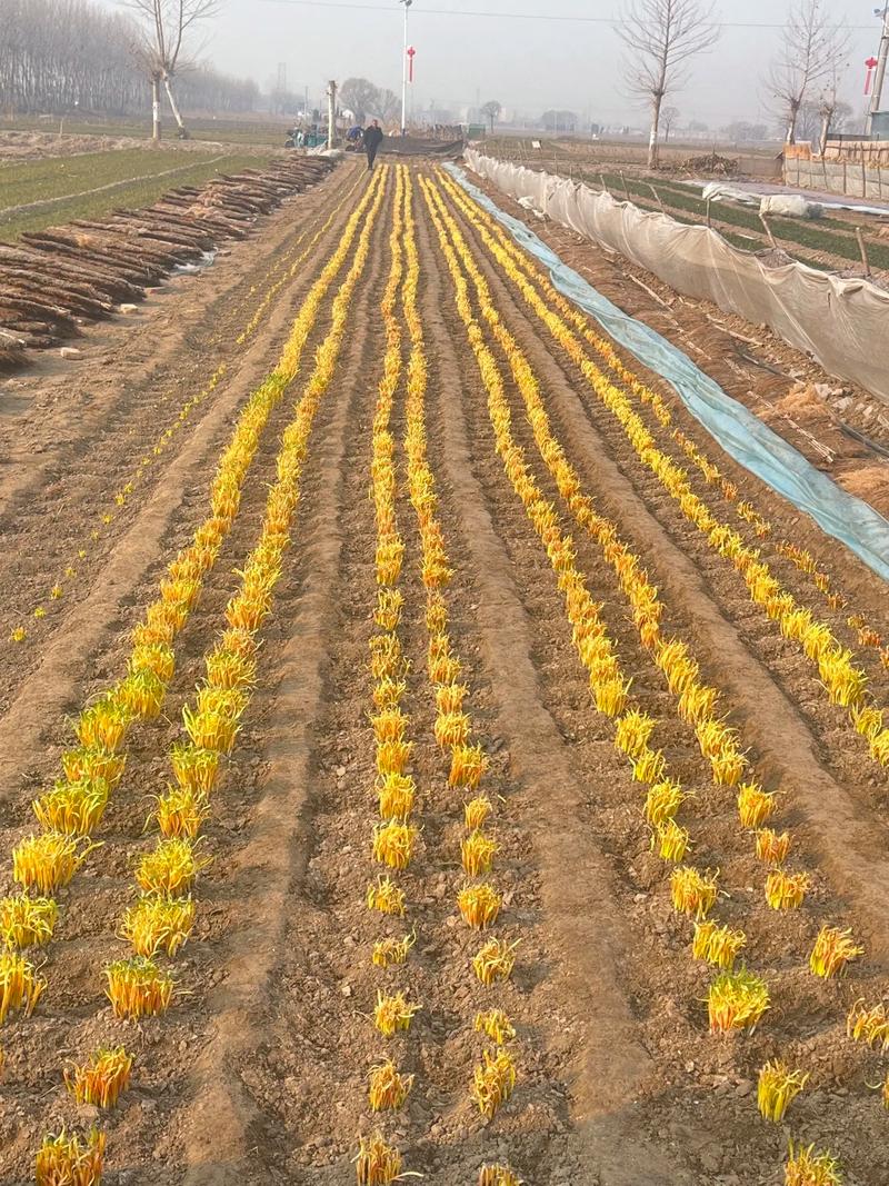 新型韭黄种植技术视频有何创新点?-图1 新型韭黄种植技术视频有何创新点?-图1