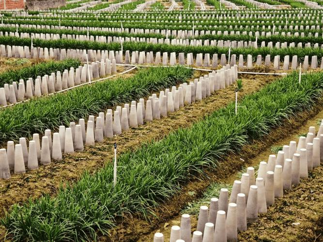 新型韭黄种植技术视频有何创新点?-图2 新型韭黄种植技术视频有何创新点?-图2