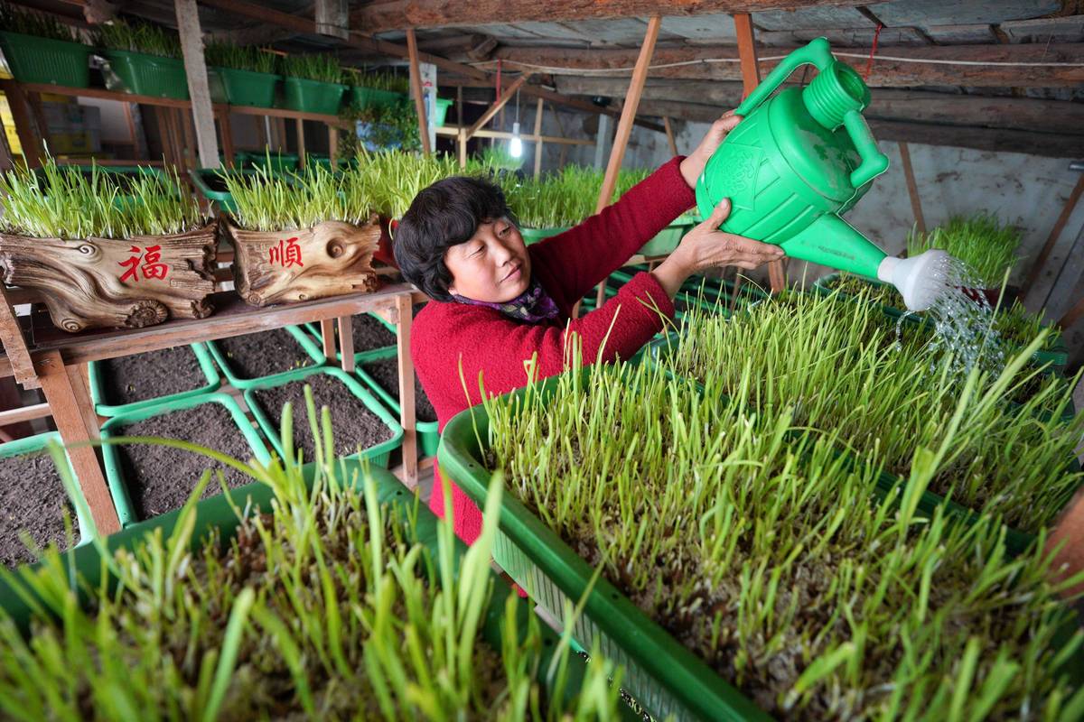 新型韭黄种植技术视频有何创新点?-图3 新型韭黄种植技术视频有何创新点?-图3