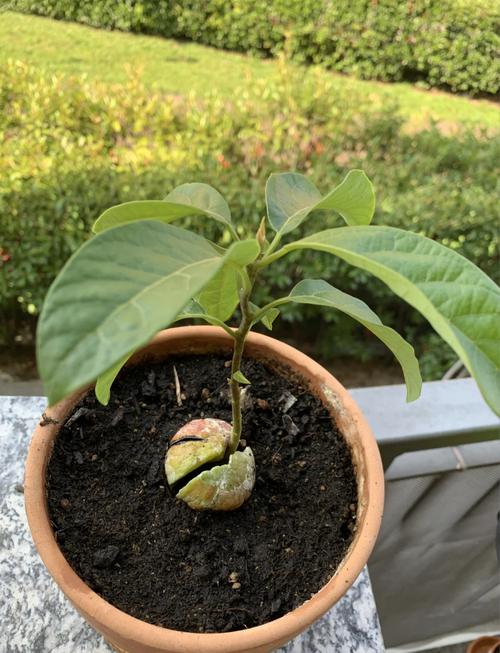 牛油果籽怎么种？关键步骤有哪些？-图2