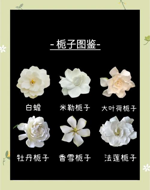 大叶栀子花到底有几个品种？-图3