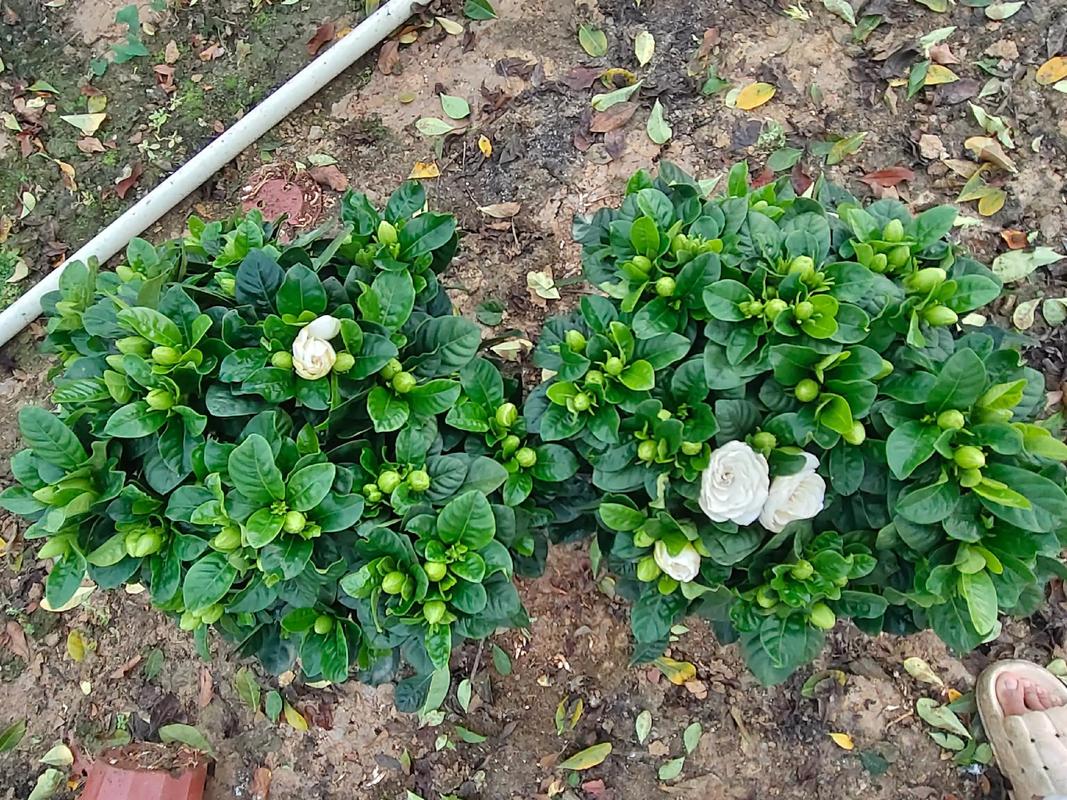 大叶栀子花到底有几个品种？-图1