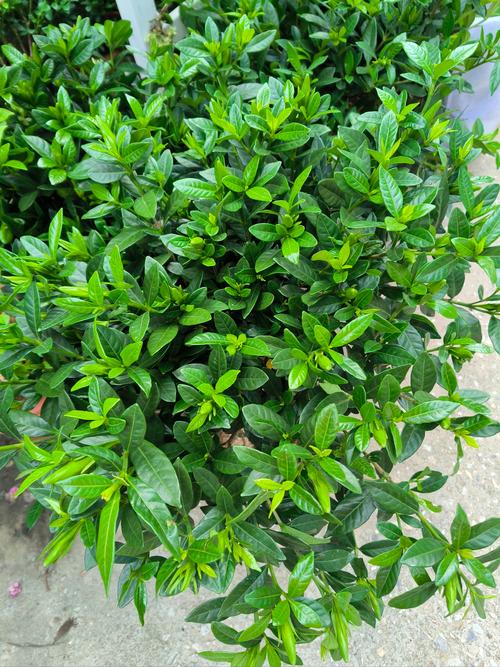 大叶栀子花到底有几个品种？-图2