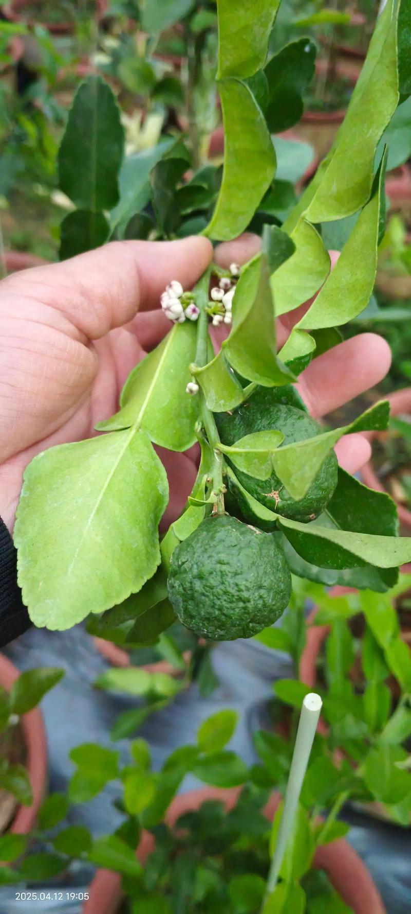 带刺柠檬树是什么品种？-图2