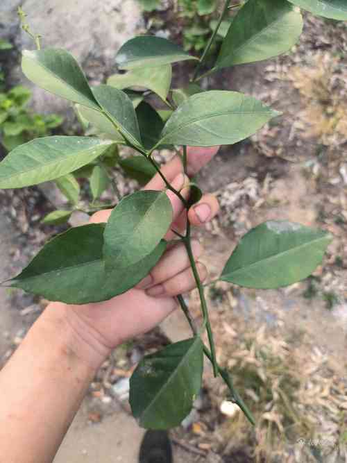 带刺柠檬树是什么品种？-图1