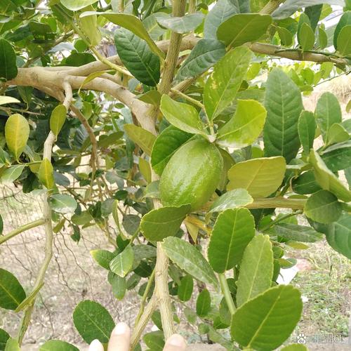 带刺柠檬树是什么品种？-图3