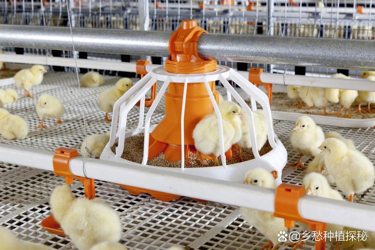 鸡的饲养管理技术视频有哪些要点？-图2