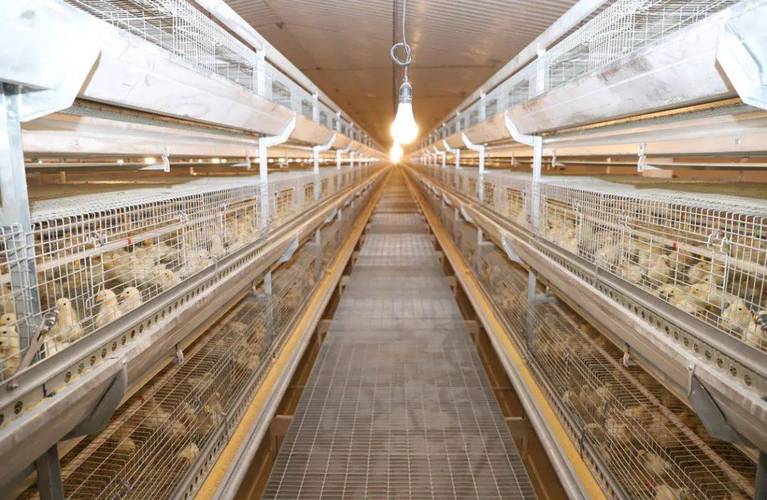 鸡的饲养管理技术视频有哪些要点？-图3