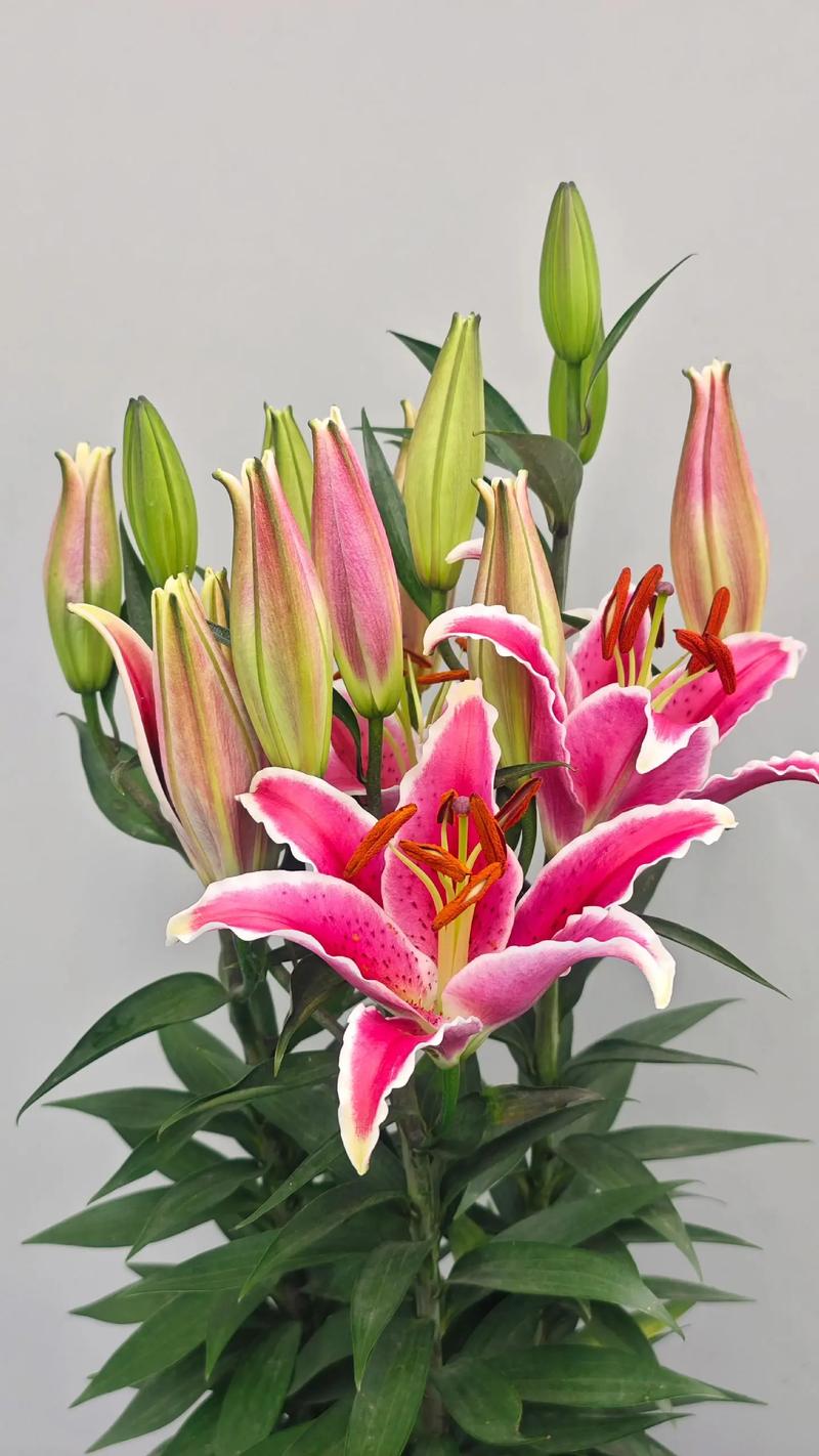 香水百合哪个品种最香?-图2 香水百合哪个品种最香?-图2