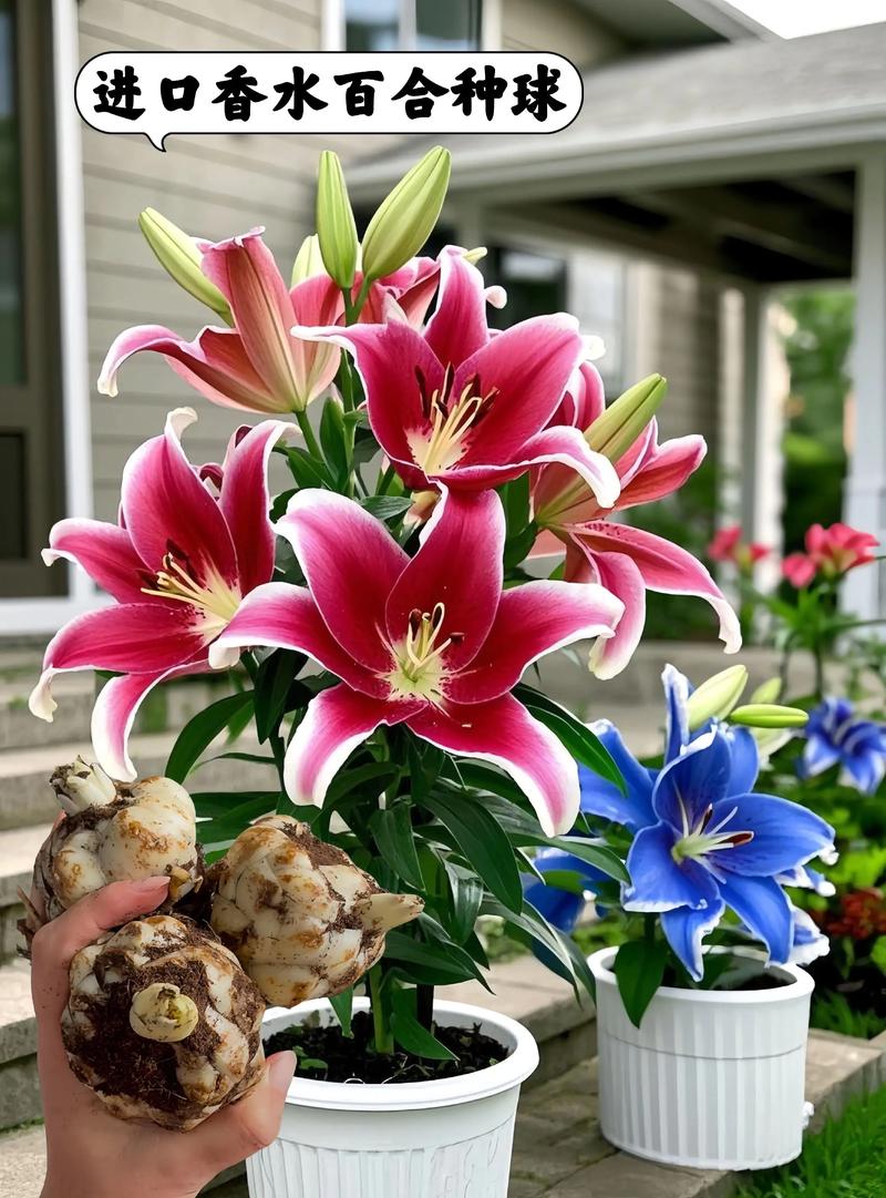 香水百合哪个品种最香?-图3 香水百合哪个品种最香?-图3