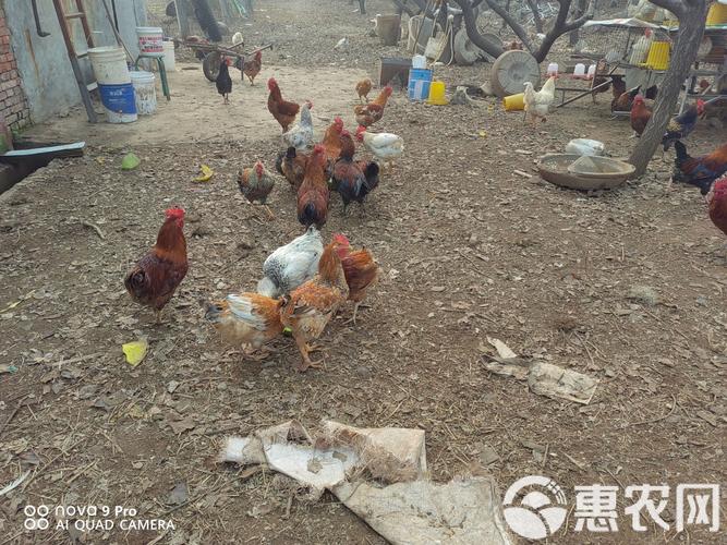 果树地养土鸡,视频技术要点有哪些?-图2 果树地养土鸡,视频技术要点有哪些?-图2