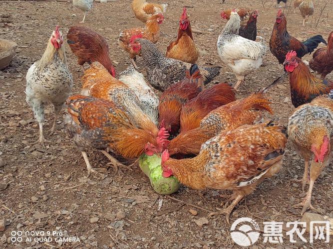 果树地养土鸡,视频技术要点有哪些?-图1 果树地养土鸡,视频技术要点有哪些?-图1