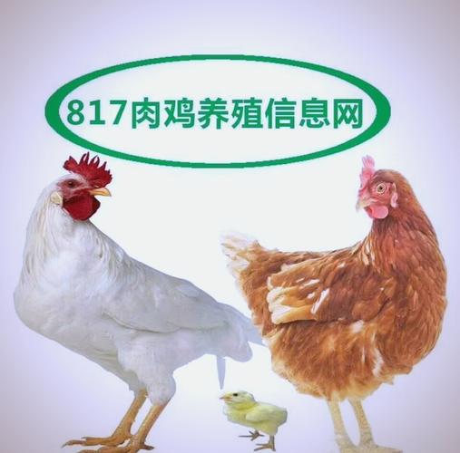 河南肉鸡817今日价格是涨是跌？-图2