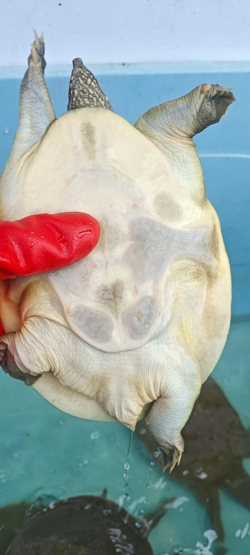 2025年养殖甲鱼价格会涨还是跌?-图1 2025年养殖甲鱼价格会涨还是跌?-图1