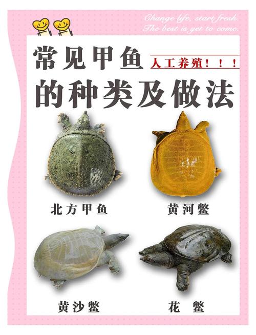 2025年养殖甲鱼价格会涨还是跌？-图3