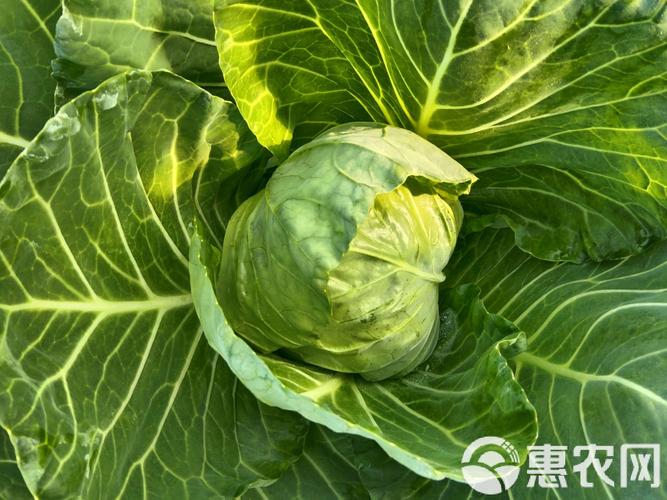 金种惠农甘蓝F1品种有何优势？-图2