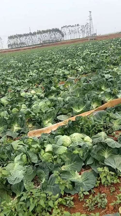 金种惠农甘蓝F1品种有何优势?-图1 金种惠农甘蓝F1品种有何优势?-图1