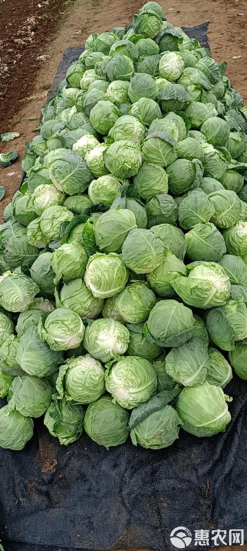 金种惠农甘蓝F1品种有何优势？-图3