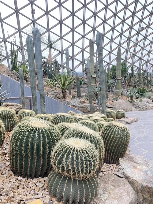 仙人掌类树有哪些常见品种?-图1 仙人掌类树有哪些常见品种?-图1