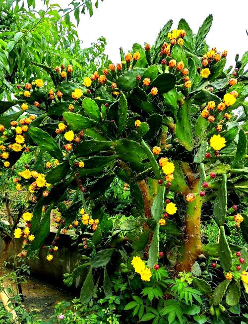 仙人掌类树有哪些常见品种?-图2 仙人掌类树有哪些常见品种?-图2