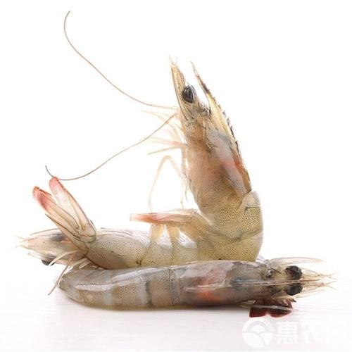 南美白虾只是品种?有何独特之处?-图3 南美白虾只是品种?有何独特之处?-图3
