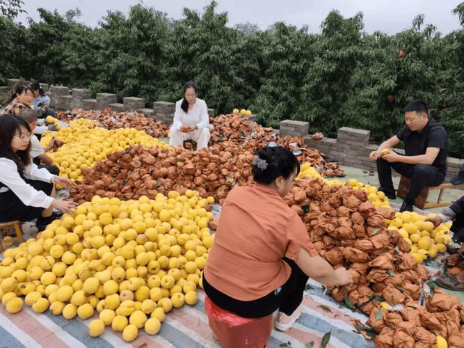 黄桃种植技术销售渠道-图1 黄桃种植技术销售渠道-图1