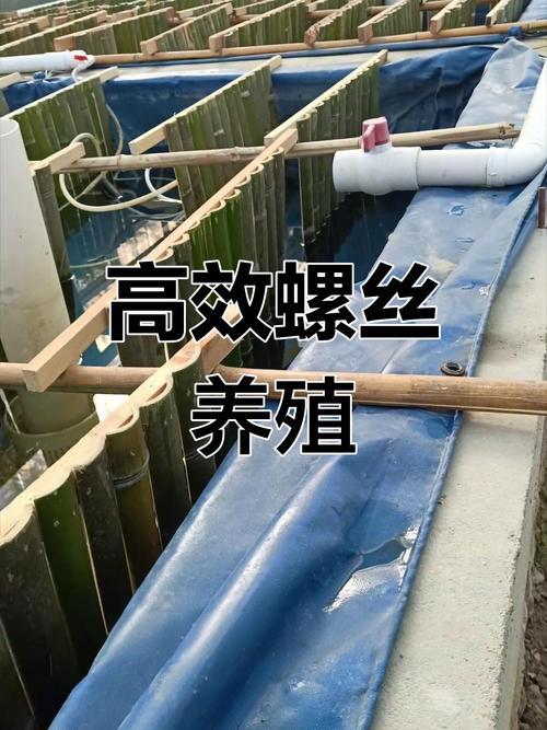 田螺养殖技术视频，新手如何快速掌握？-图1