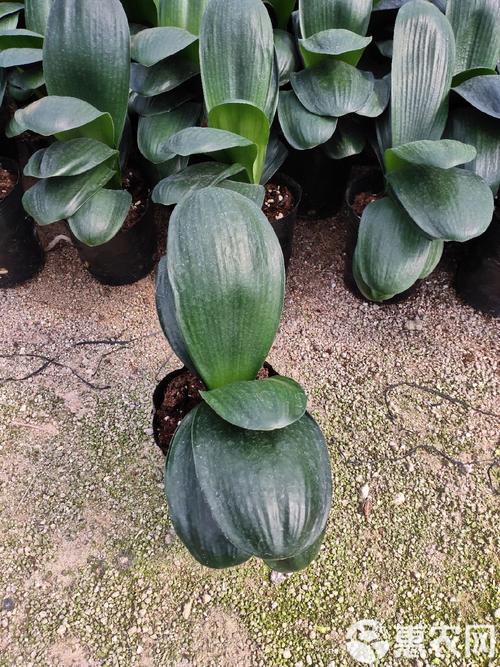 立版君子兰那个品种好-图2 立版君子兰那个品种好-图2