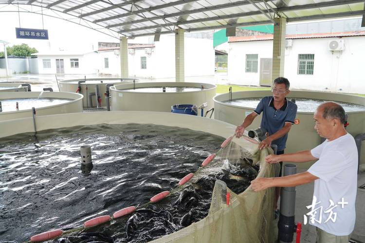 工厂化养殖罗非鱼技术如何高效提质?-图2 工厂化养殖罗非鱼技术如何高效提质?-图2