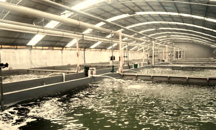 工厂化养殖罗非鱼技术如何高效提质?-图1 工厂化养殖罗非鱼技术如何高效提质?-图1