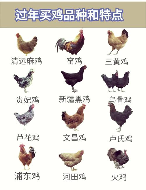 养殖鸡常见品种有哪些?-图3 养殖鸡常见品种有哪些?-图3