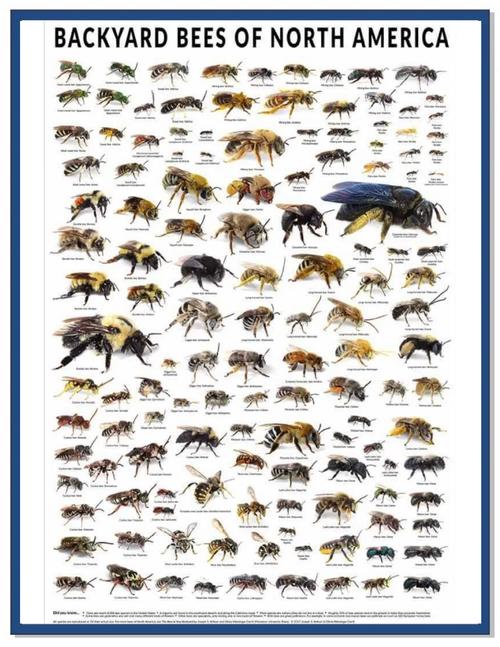 家养蜂常见品种有哪些？-图2