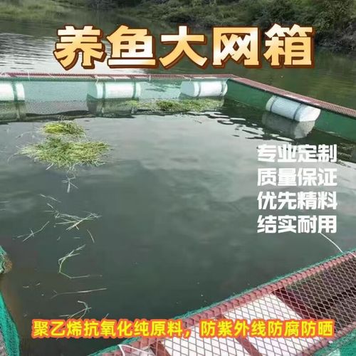 网箱花鲢养殖技术要点有哪些?-图3 网箱花鲢养殖技术要点有哪些?-图3