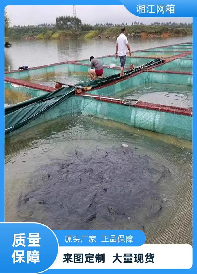 网箱花鲢养殖技术要点有哪些?-图1 网箱花鲢养殖技术要点有哪些?-图1