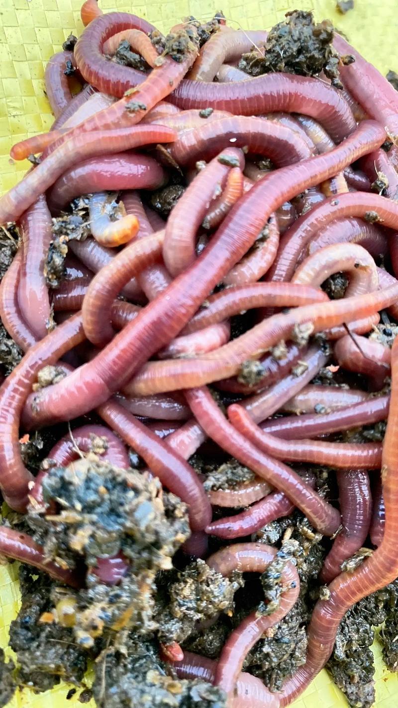 鸡粪养蚯蚓视频，技术要点有哪些？-图2