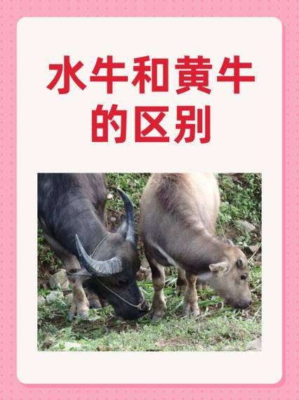 什么品种牛易生双胞胎?-图3 什么品种牛易生双胞胎?-图3