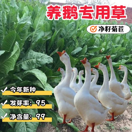 牧草发酵养鹅技术视频-图1 牧草发酵养鹅技术视频-图1