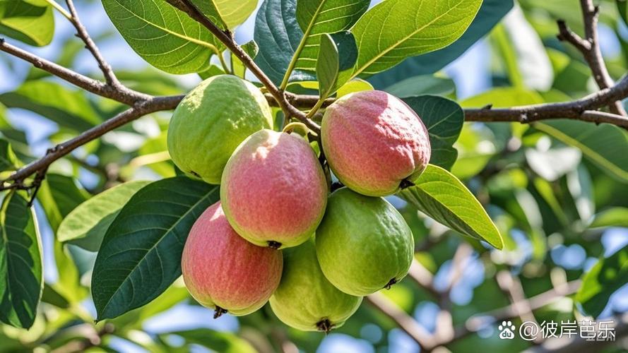 哪些水果品种种植周期短,能快速收获?-图1 哪些水果品种种植周期短,能快速收获?-图1