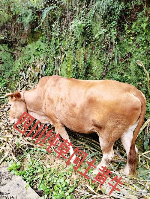 四川养牛，啥品种最合适？-图2