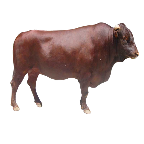 四川养牛，啥品种最合适？-图3