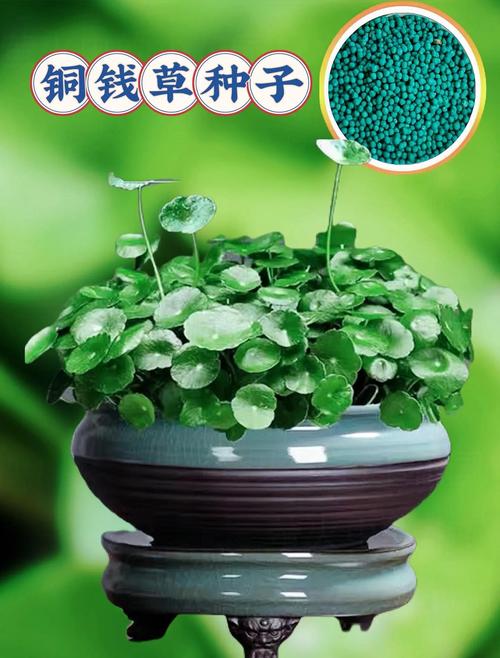哪类品种的铜钱草好养-图2