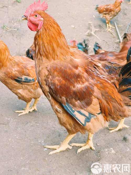 九斤黄是鸡的什么品种?-图3 九斤黄是鸡的什么品种?-图3