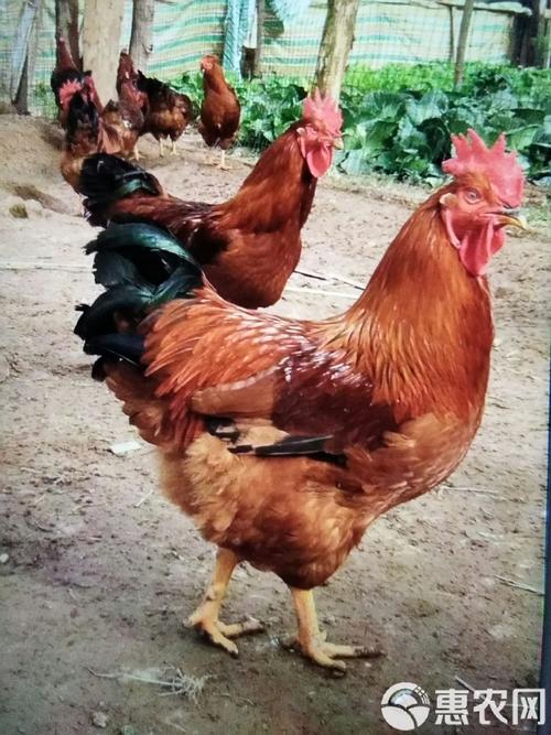 九斤黄是鸡的什么品种?-图1 九斤黄是鸡的什么品种?-图1